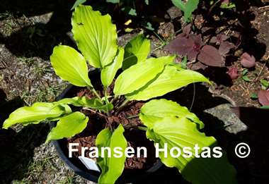 Hosta Chris' Yellow Ruffles